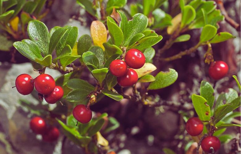Мучниця звичайна (Arctostaphylos uva-ursi) та її лікувальна ефективність при інфекціях сечового міхура