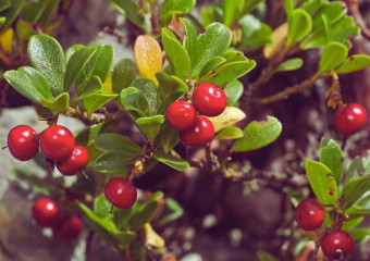 Мучниця звичайна (Arctostaphylos uva-ursi) та її лікувальна ефективність при інфекціях сечового міхура